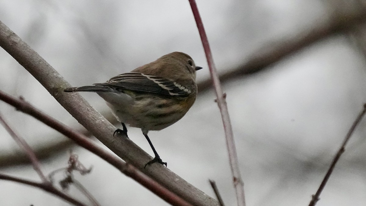 Yellow-rumped Warbler - ML647613703