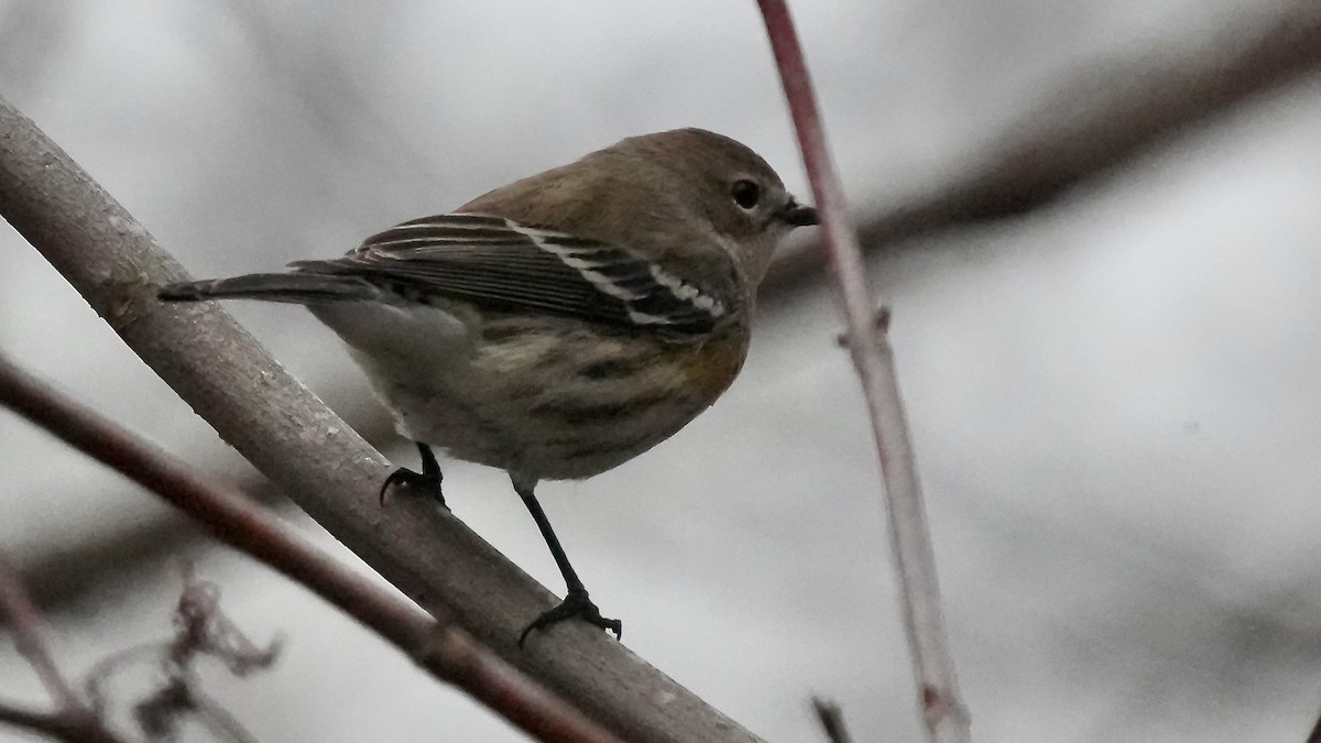 Yellow-rumped Warbler - ML647613704