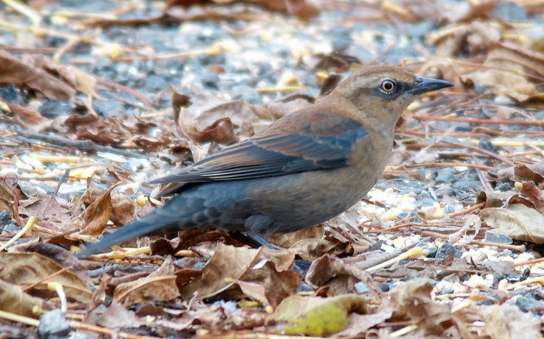 Rusty Blackbird - ML647613705
