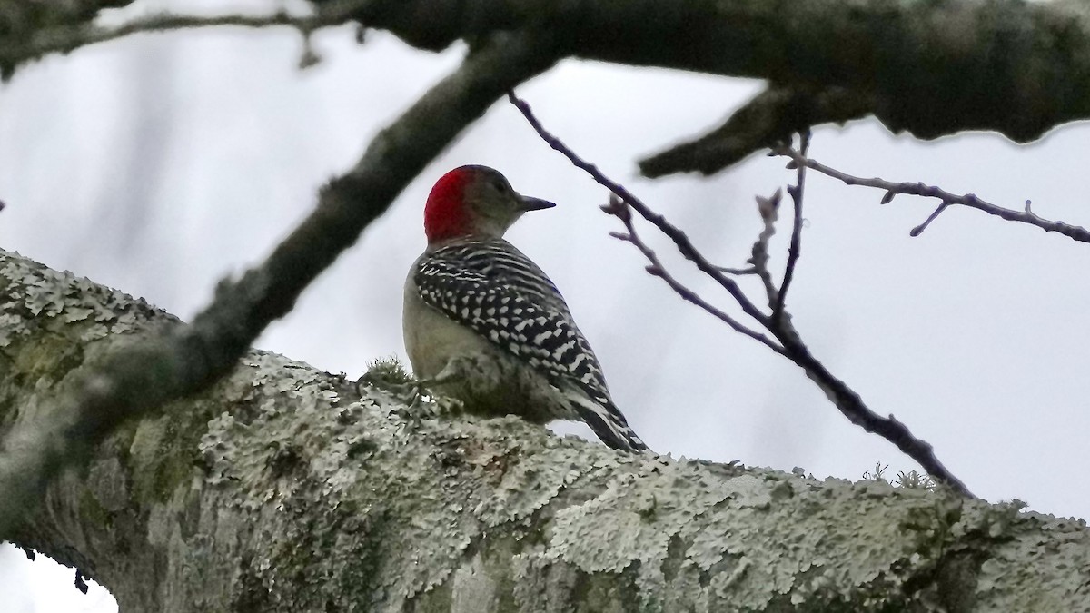 Red-bellied Woodpecker - ML647613706