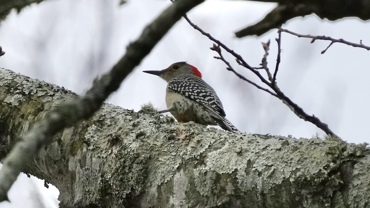 Red-bellied Woodpecker - ML647613707