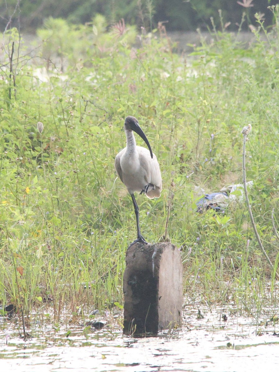 Black-headed Ibis - ML647613710