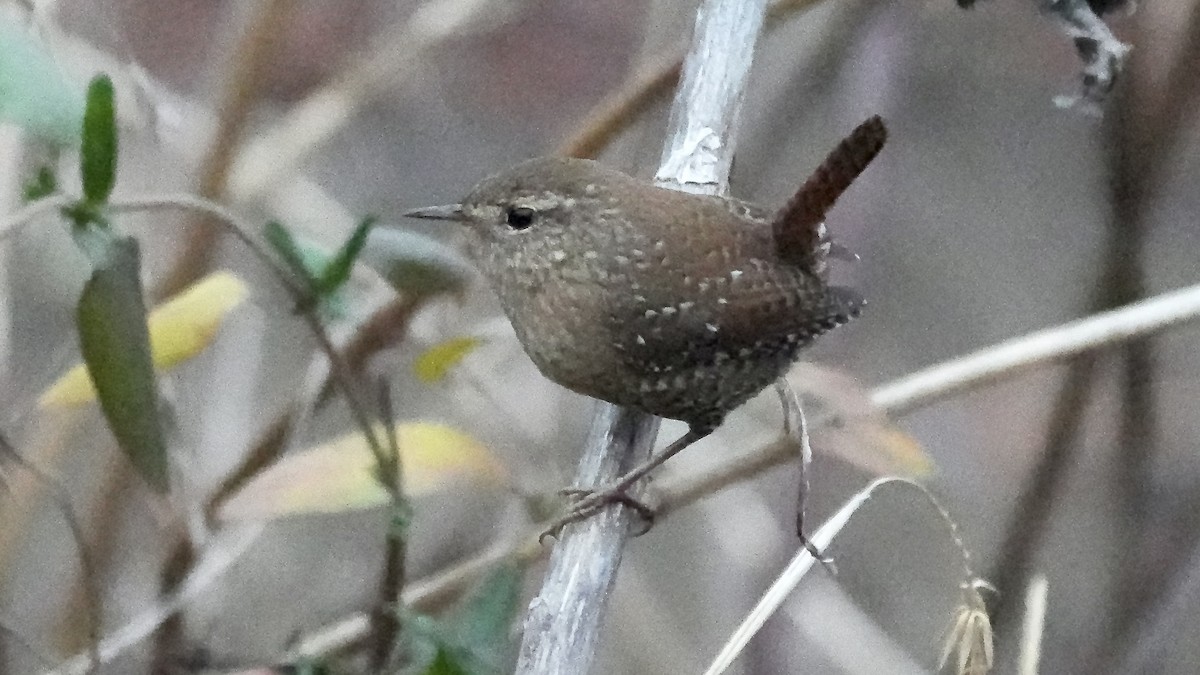 Winter Wren - ML647613711