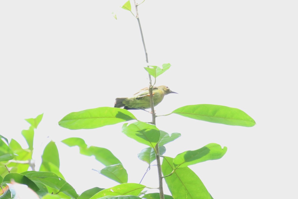 Red-throated Sunbird - ML647613712