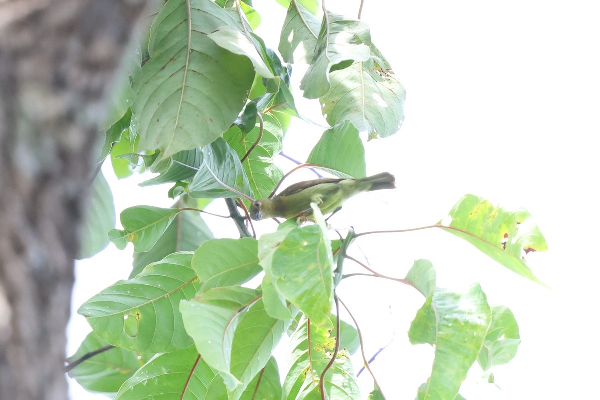 Red-throated Sunbird - ML647613713