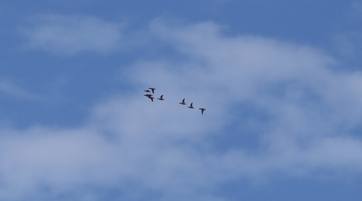 Mallard - ML647613714