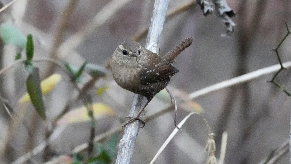 Winter Wren - ML647613715