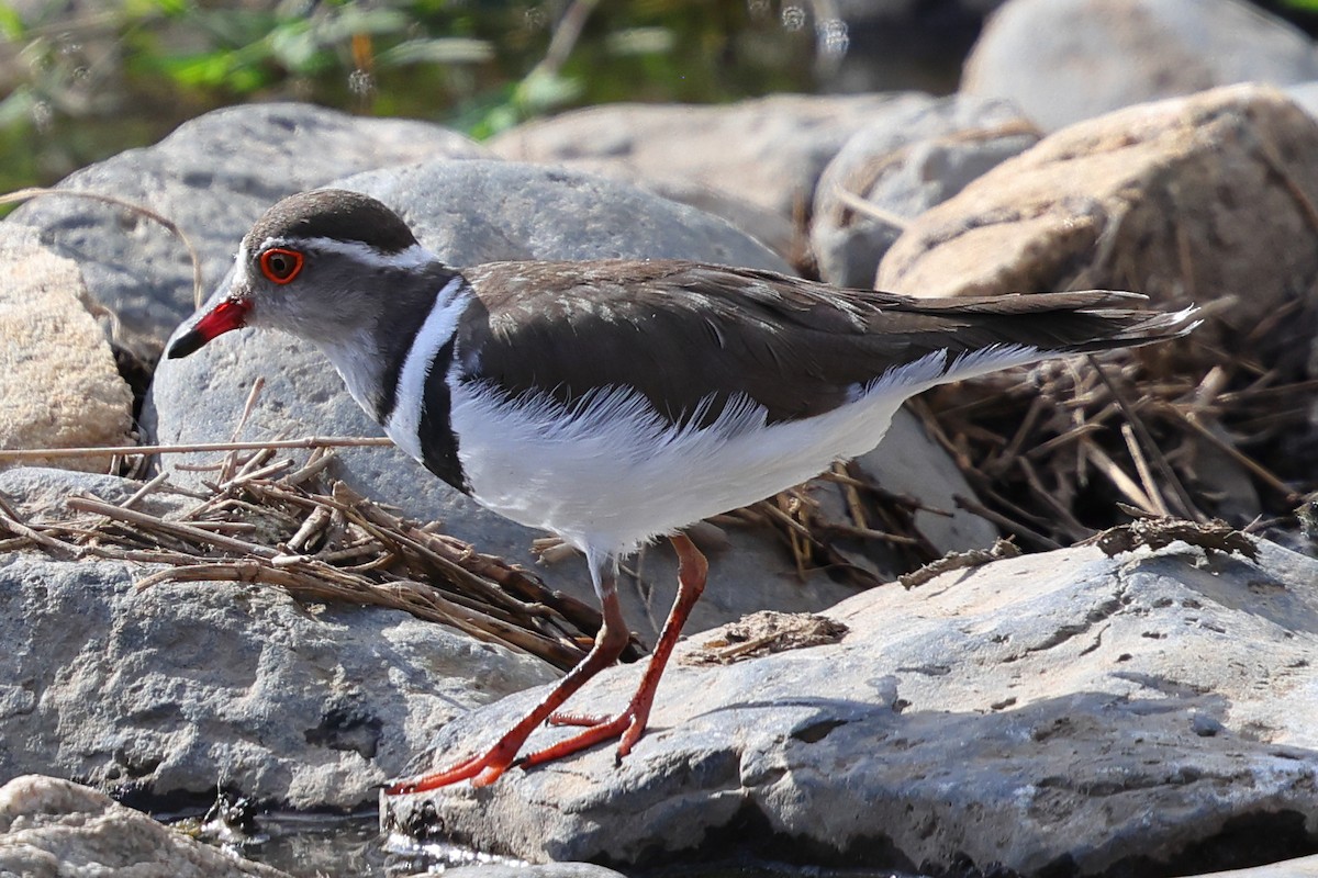 Three-banded Plover - ML647613716