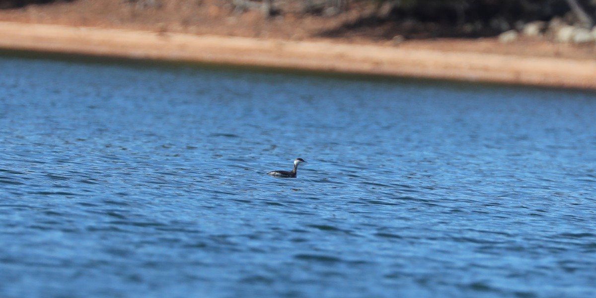 Horned Grebe - ML647613717
