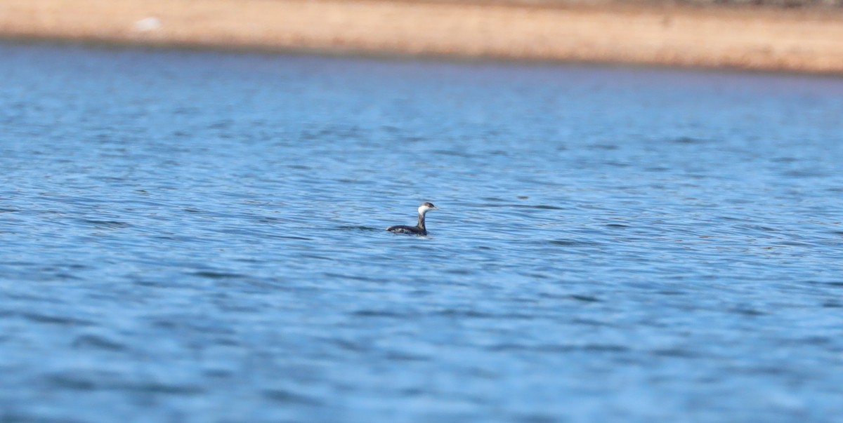 Horned Grebe - ML647613718