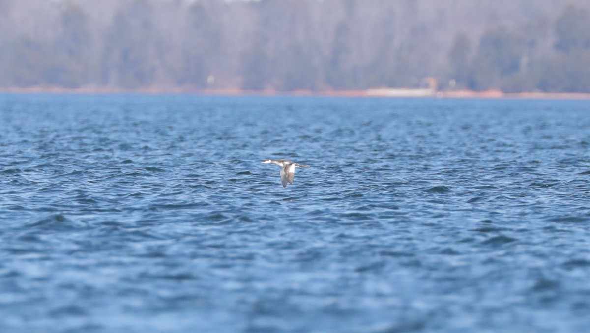 Horned Grebe - ML647613720