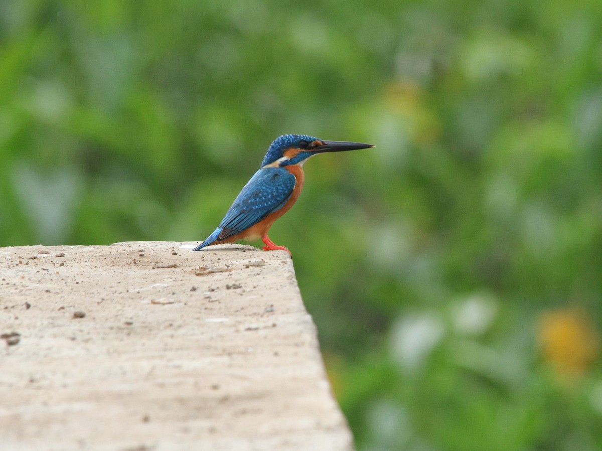 Common Kingfisher - ML647613721