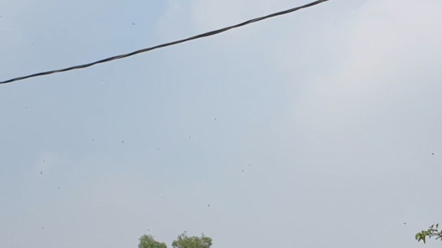 White-nest Swiftlet - ML647613723