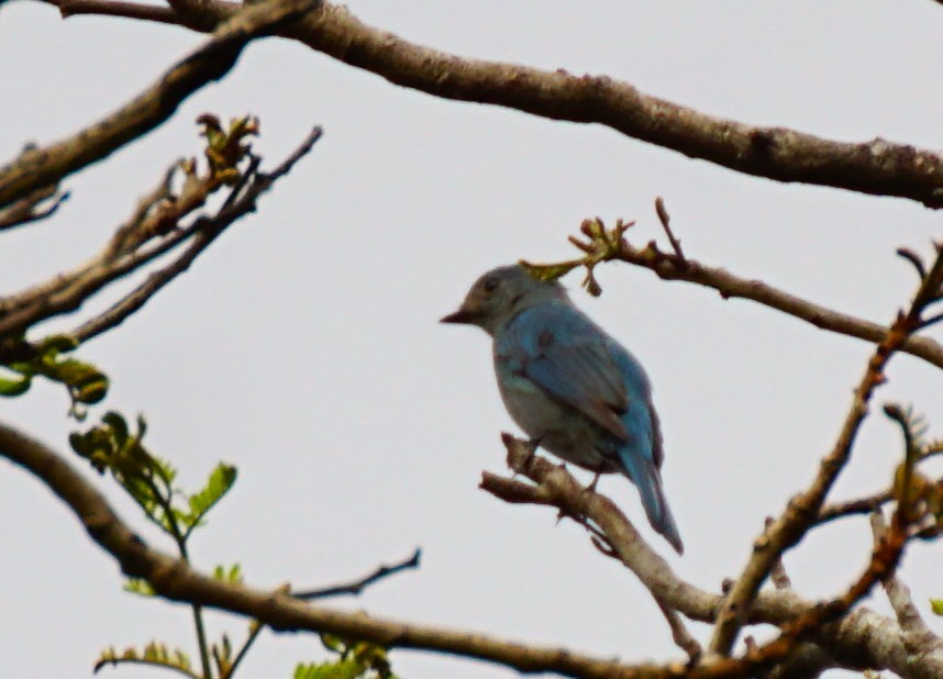 Verditer Flycatcher - ML647613724