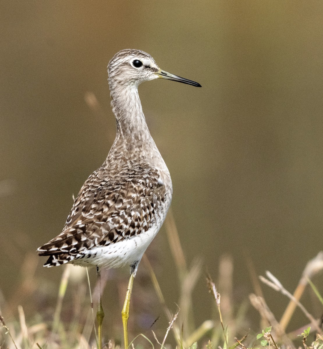 Wood Sandpiper - ML647613728