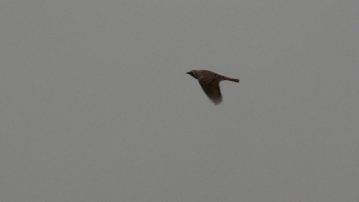 Horned Lark - ML647613730