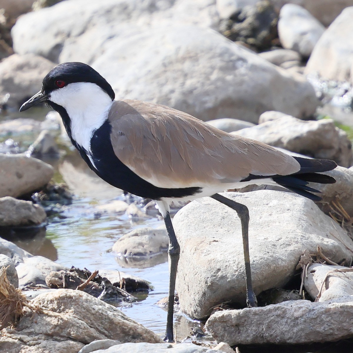Spur-winged Lapwing - ML647613731