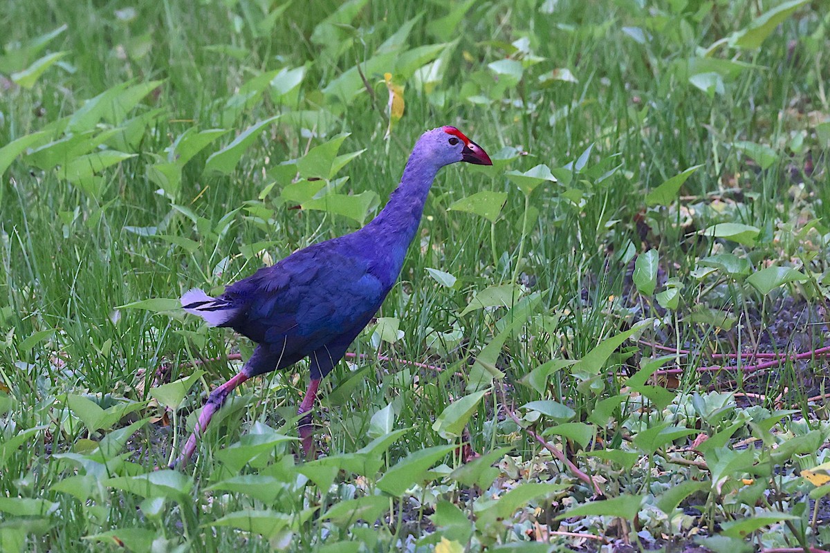 Gray-headed Swamphen - ML647613734