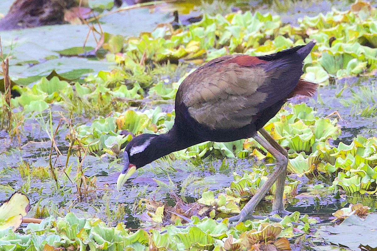 Bronze-winged Jacana - ML647613744