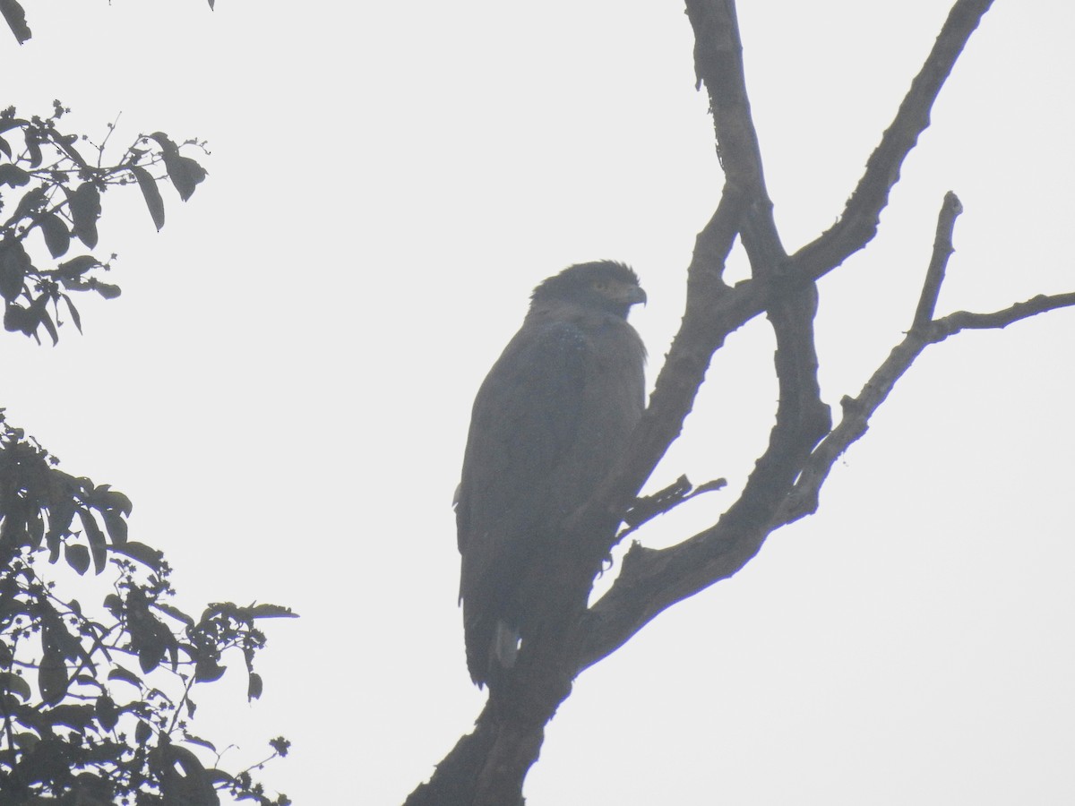 Хохлатый змееяд - ML647613753