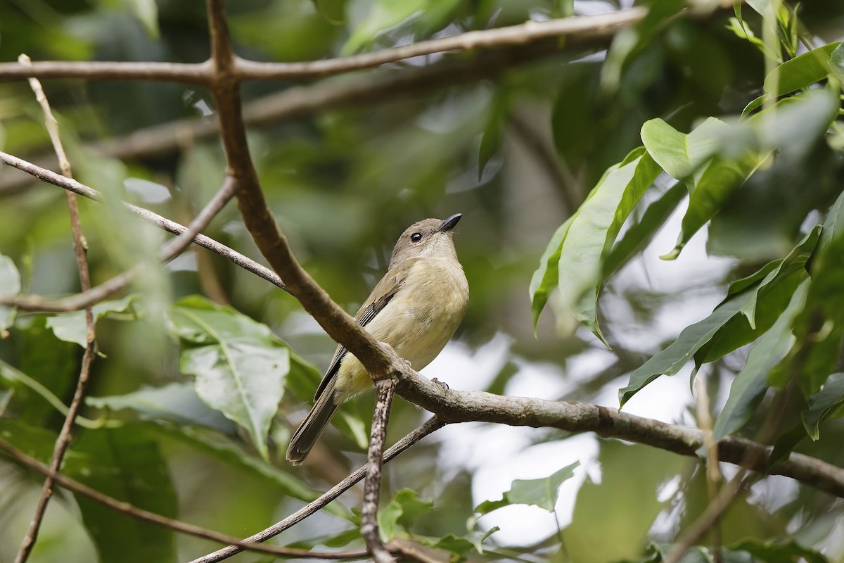 Golden Whistler (Eastern) - ML647613760