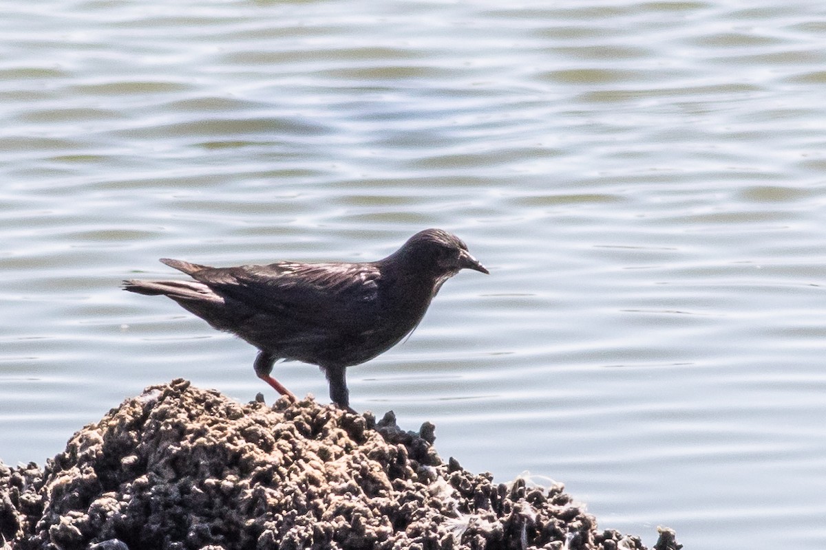 Étourneau unicolore - ML647613767