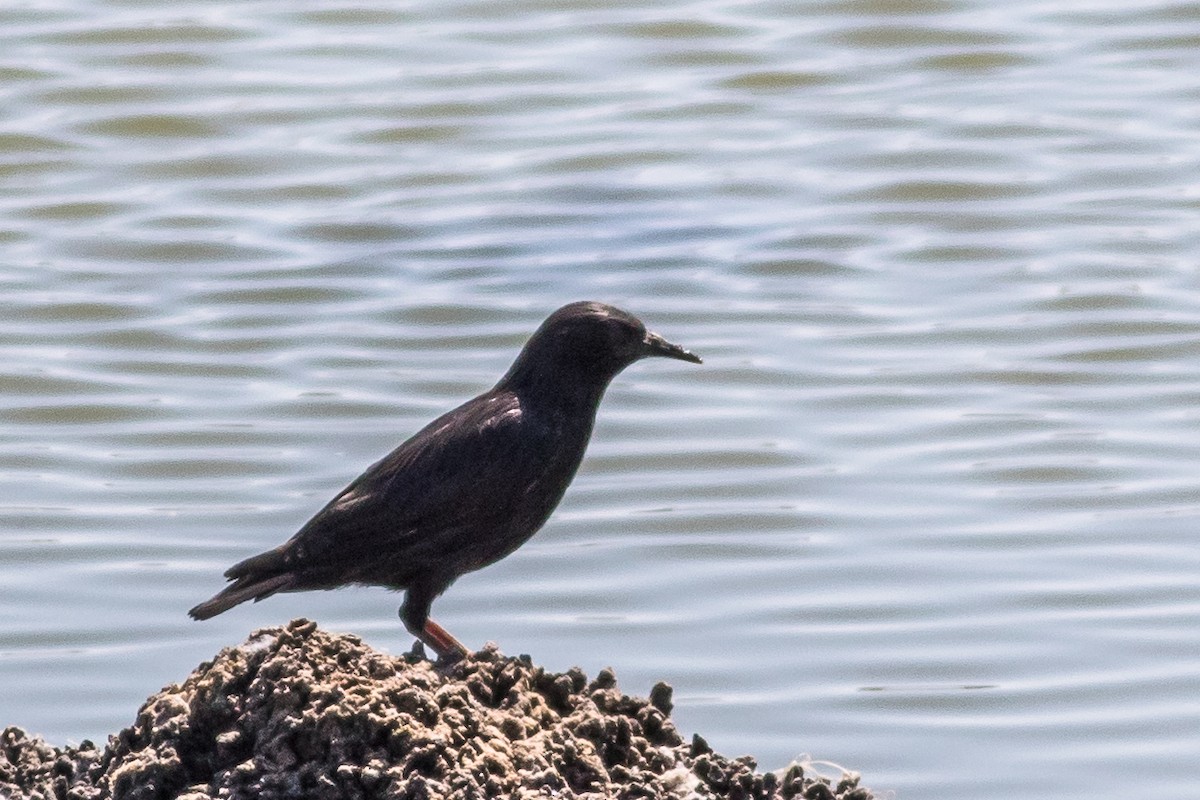 Étourneau unicolore - ML647613768