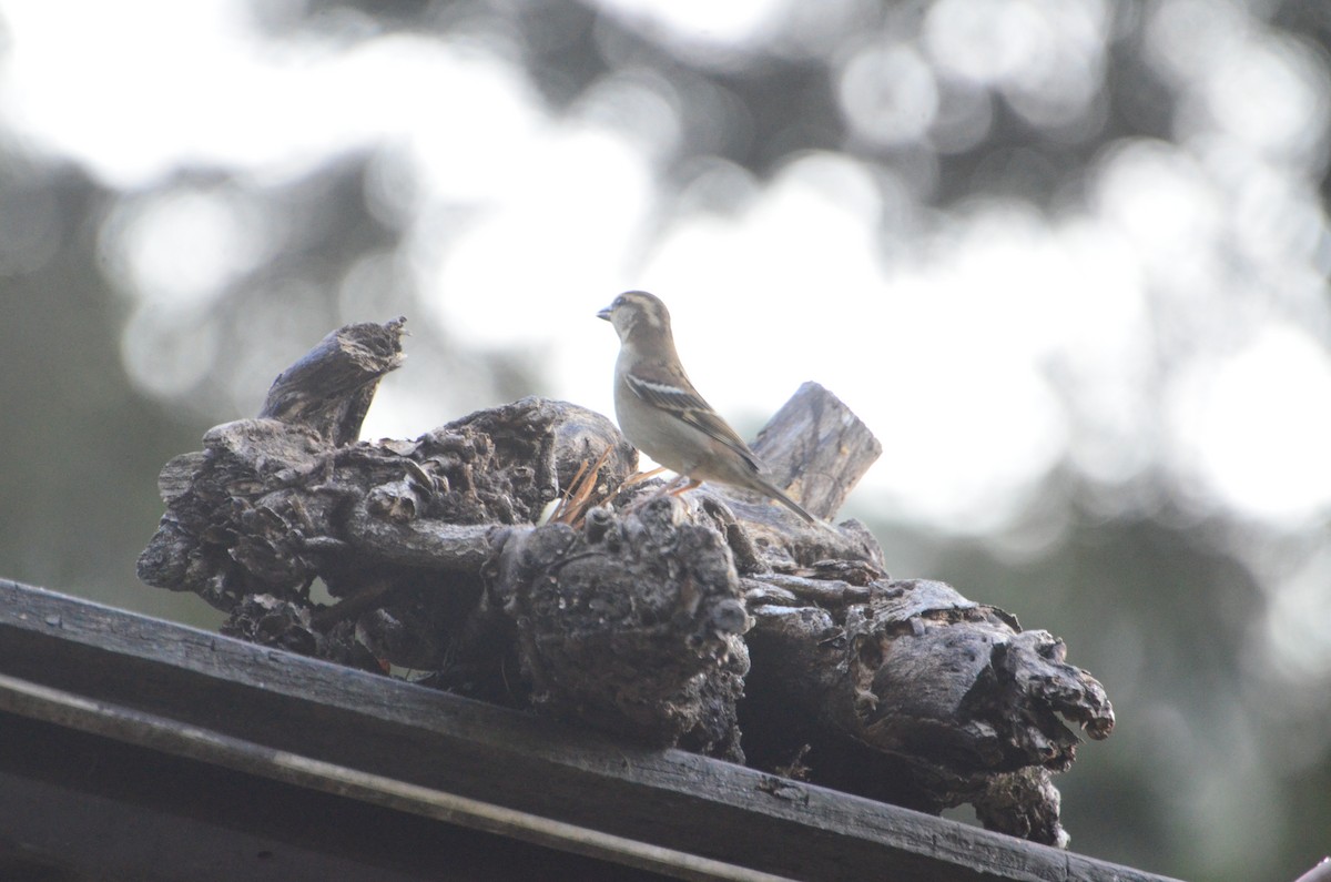Russet Sparrow - ML647613809