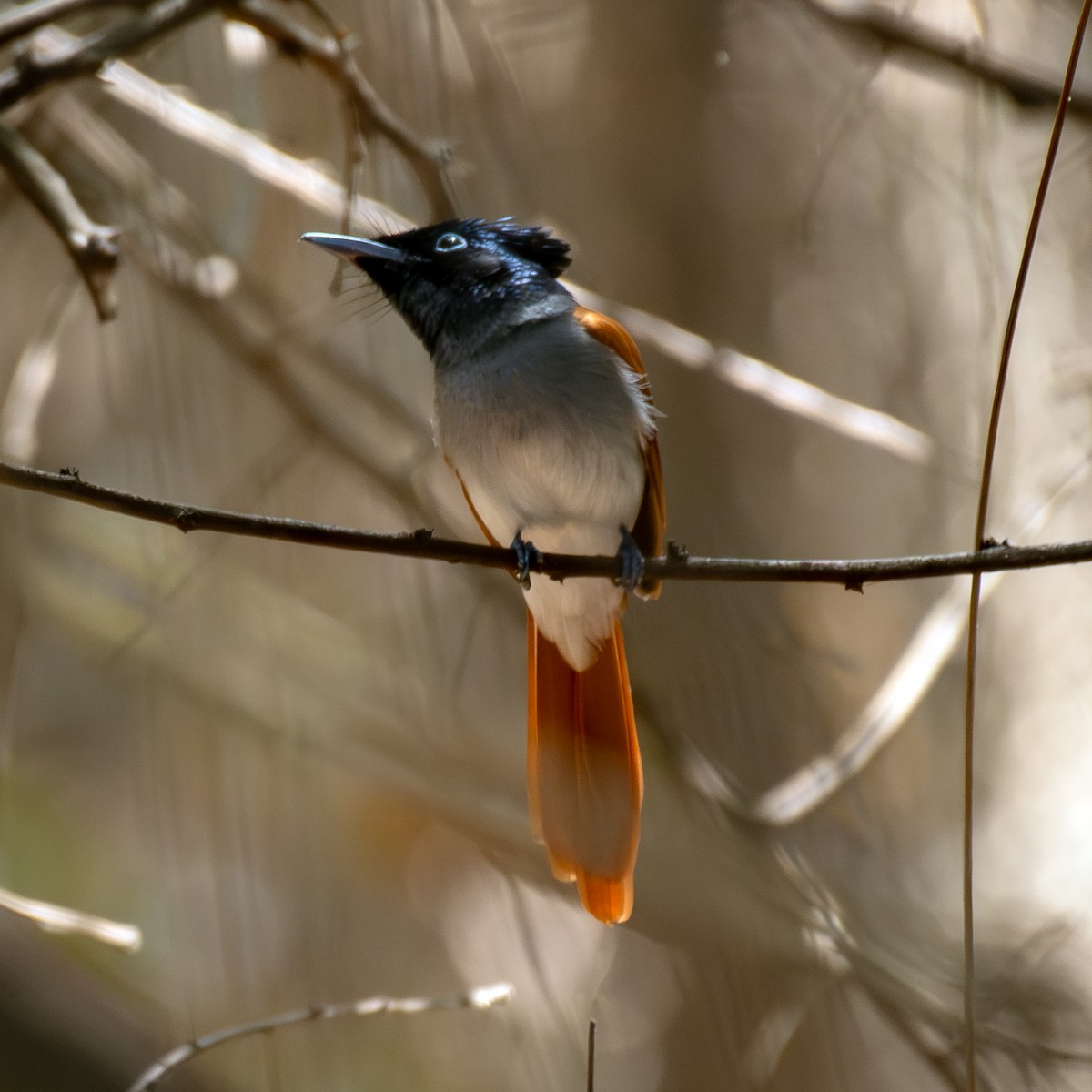 Indian Paradise-Flycatcher - ML647613824