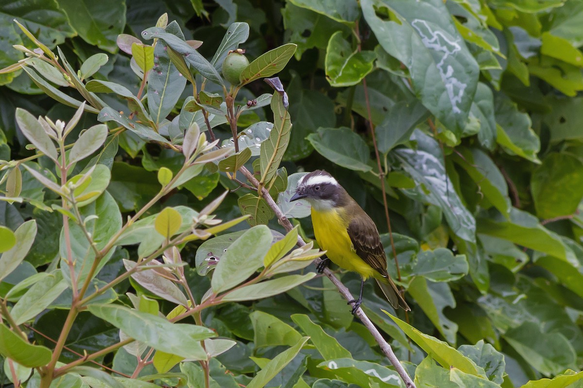 Tyran sociable - ML647613830