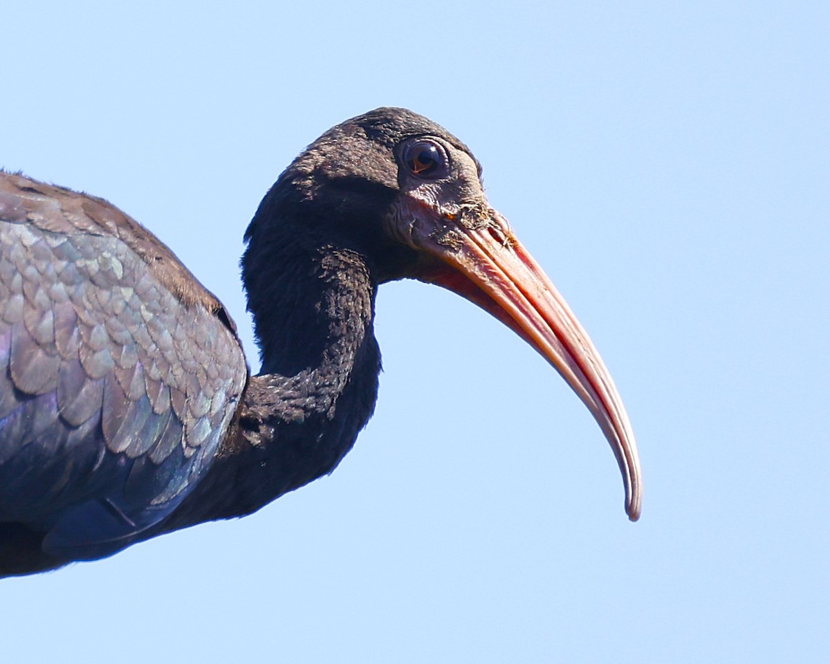 Ibis Afeitado - ML647613831