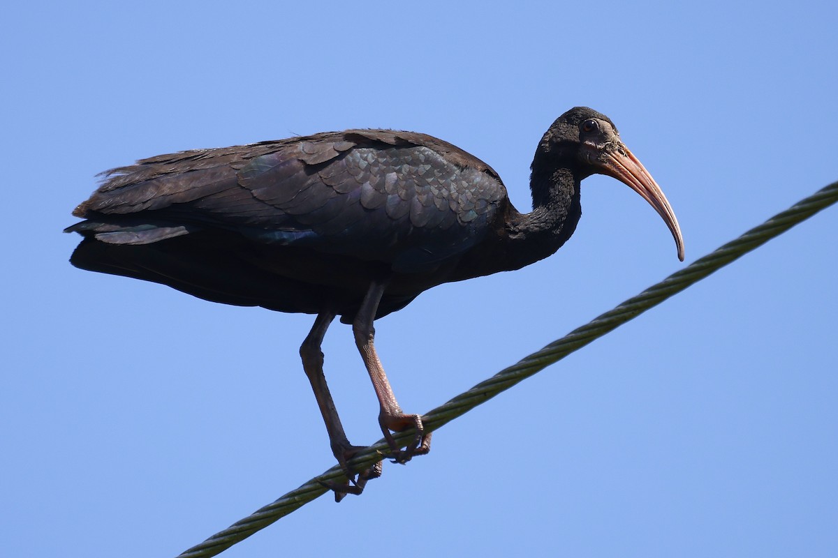 Ibis Afeitado - ML647613832