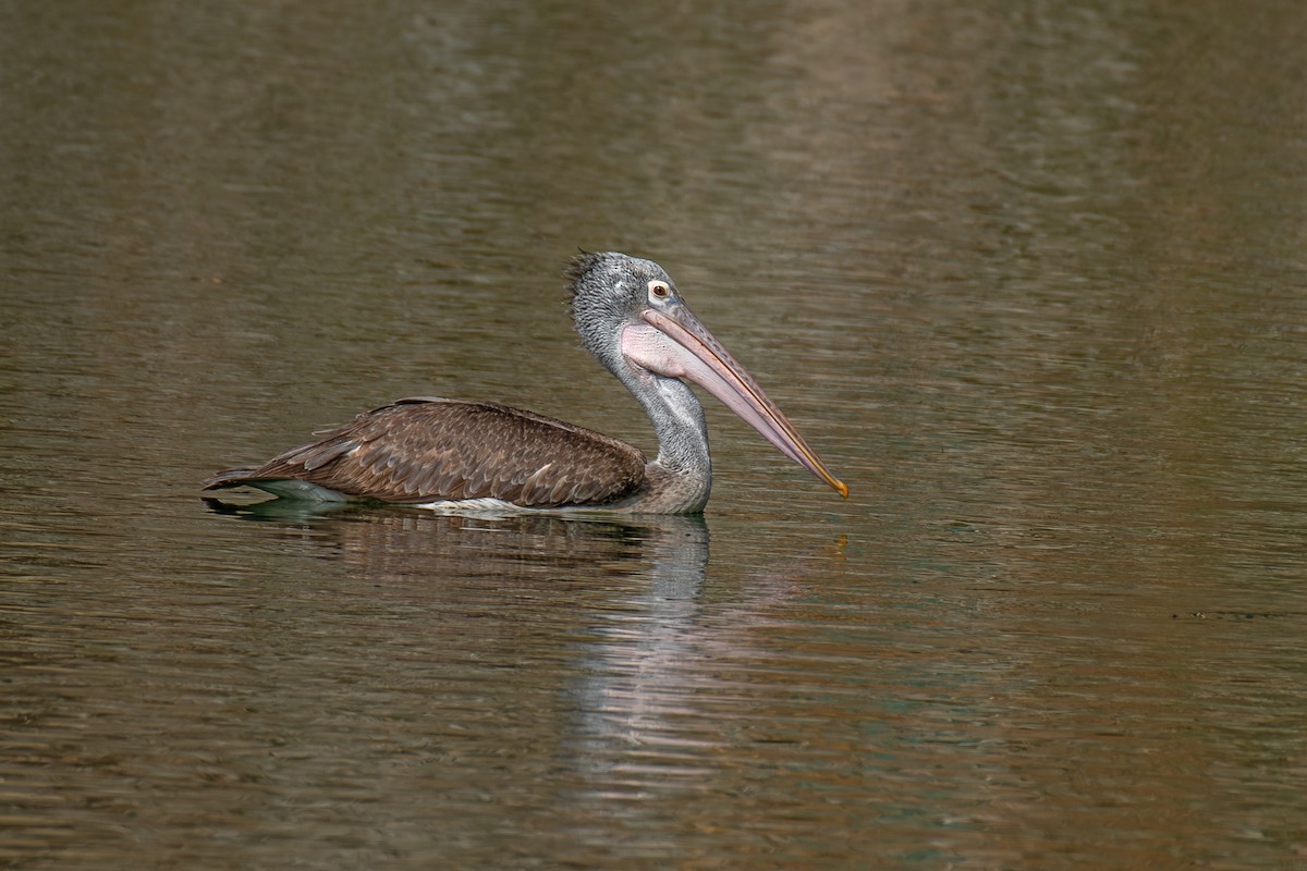 Pelícano Oriental - ML647613834