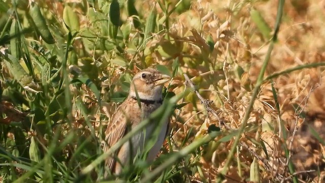 Calandra Lark - ML647613835