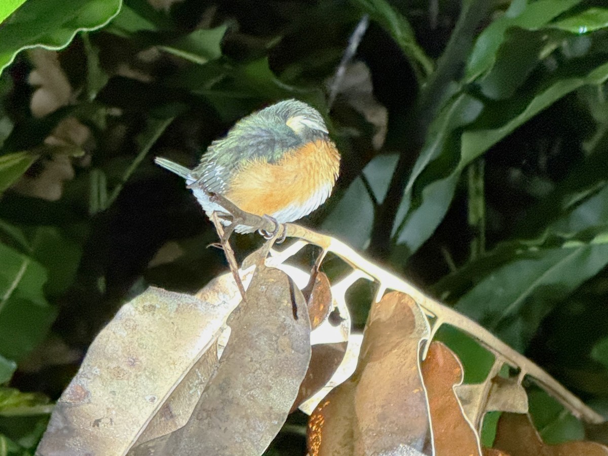 bronseisfugl - ML647613853