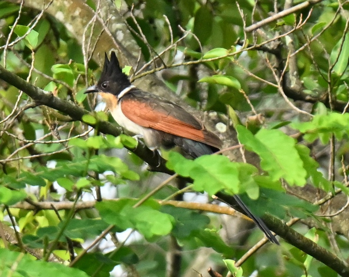 Chestnut-winged Cuckoo - ML647613854