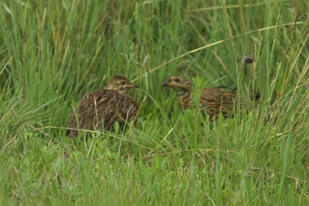 Orange River Francolin - ML647613871