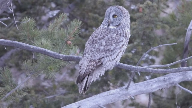 Great Gray Owl - ML647613893