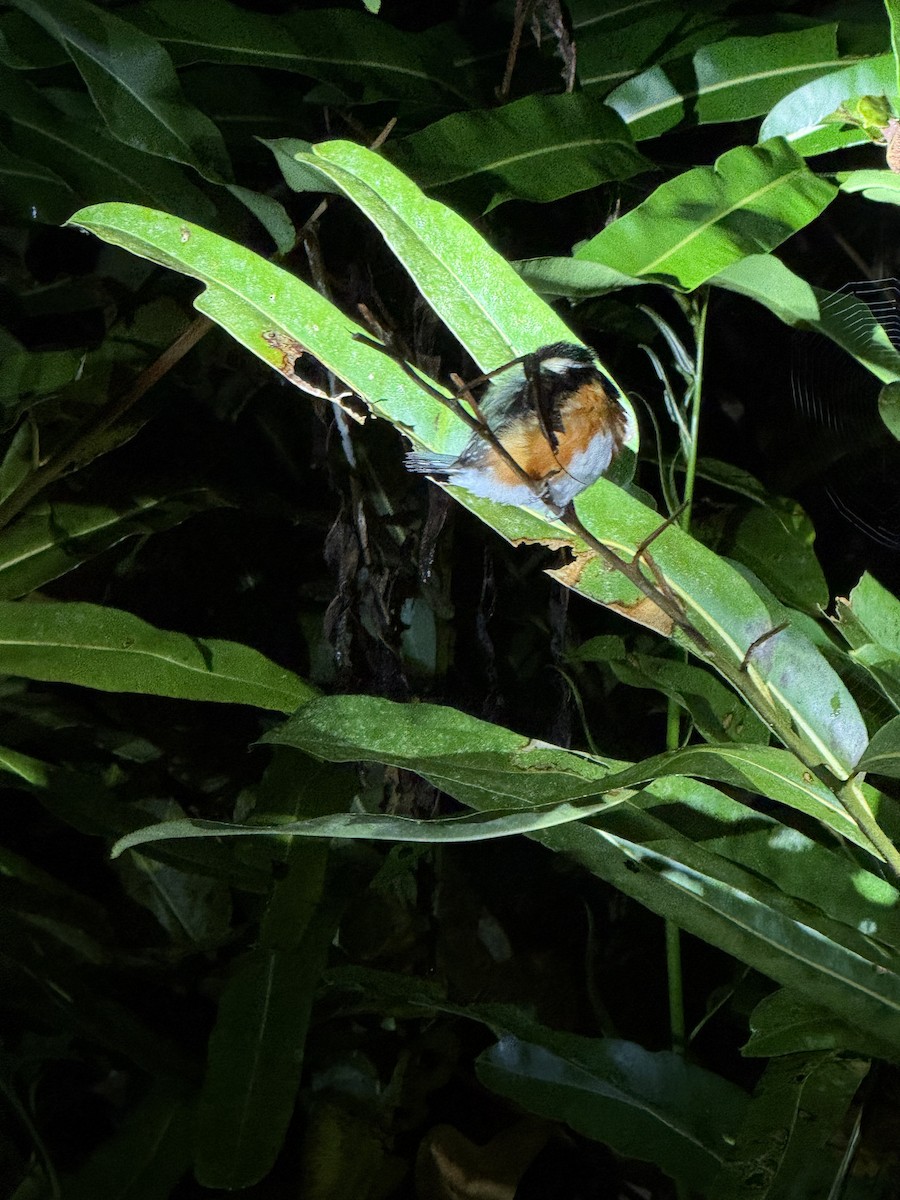 bronseisfugl - ML647613895