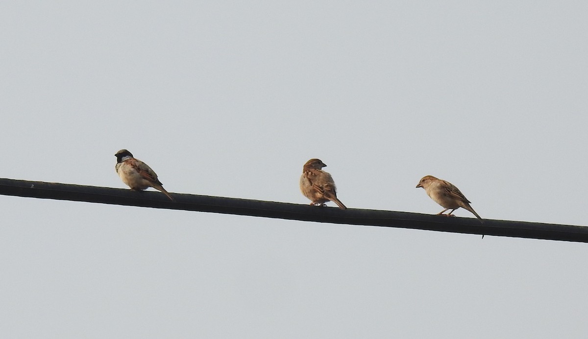 Gorrión Común - ML647613976