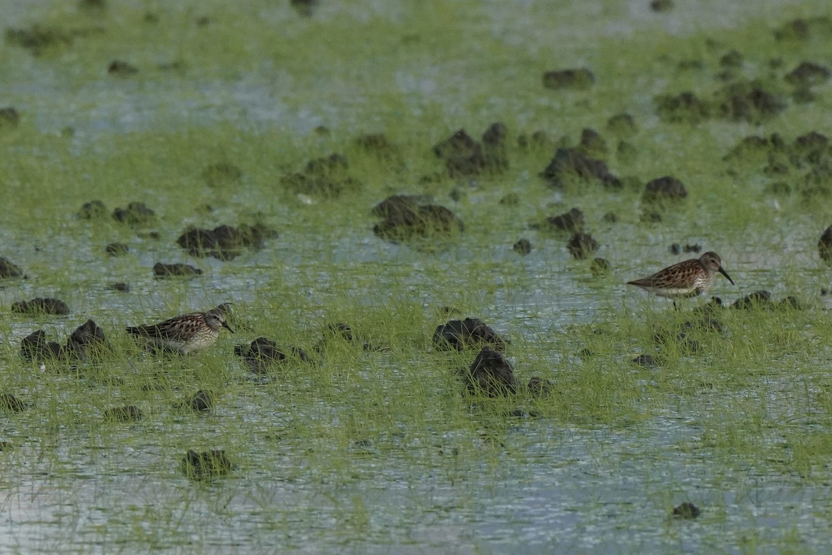 コシジロウズラシギ - ML647613996