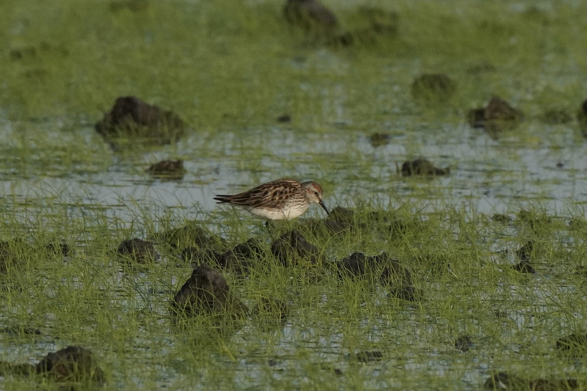 コシジロウズラシギ - ML647613997