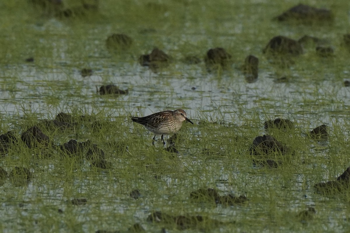 コシジロウズラシギ - ML647613998