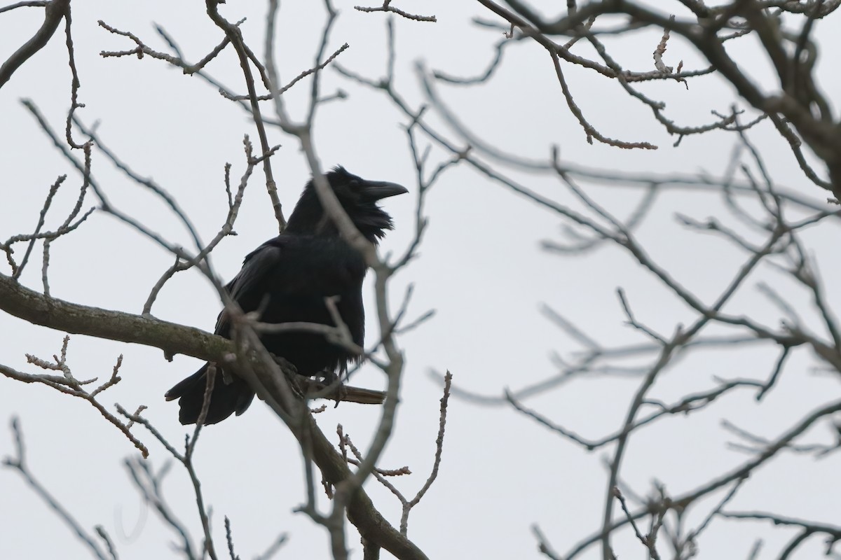 Common Raven - ML647614029