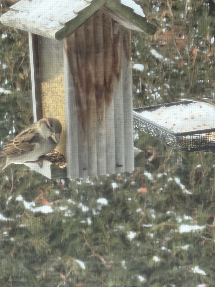 Gorrión Común - ML647614034