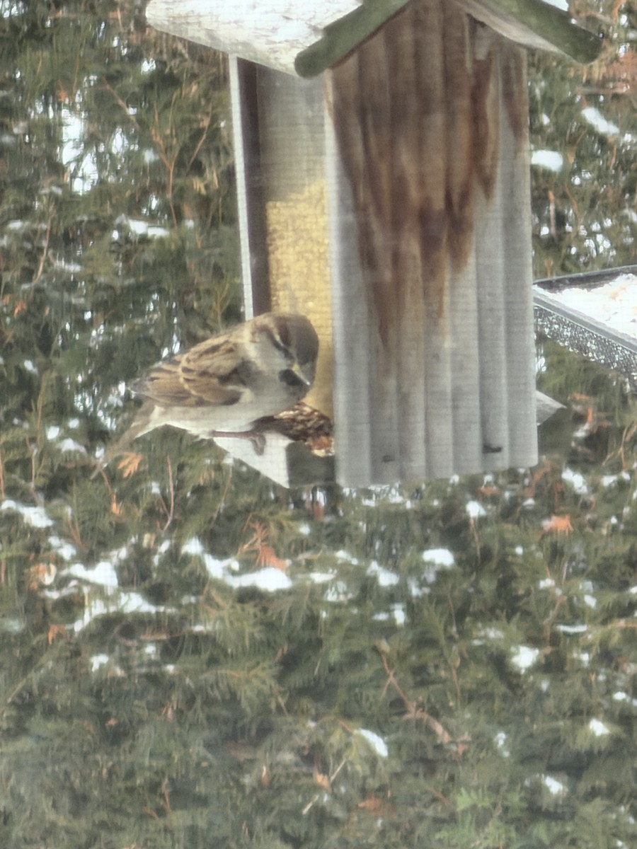 Gorrión Común - ML647614035