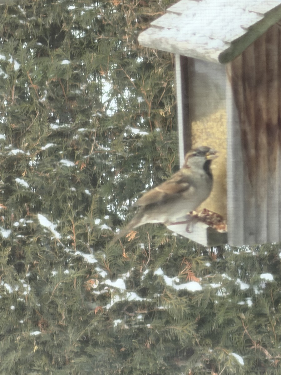 Gorrión Común - ML647614036