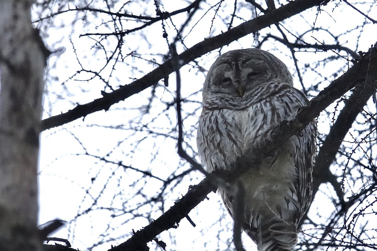 Barred Owl - ML647614051