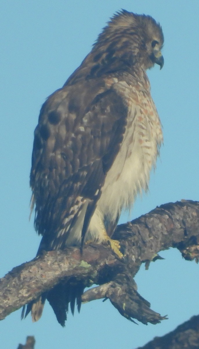 Breitflügelbussard - ML647614063