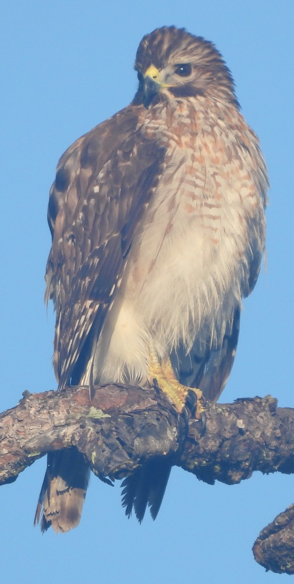 Breitflügelbussard - ML647614064